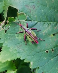 Sphenarium