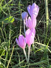 Colchicum autumnale
