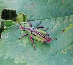 Sphenarium