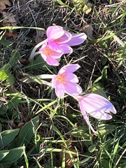 Colchicum autumnale