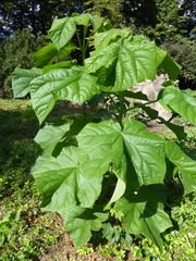 Paulownia tomentosa