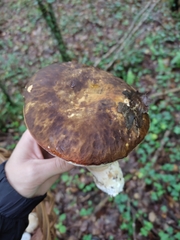 Boletus aereus