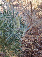 Lupinus altimontanus