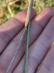 Leymus mollis