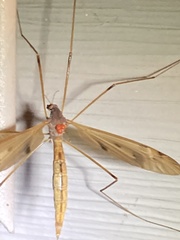 Tipula