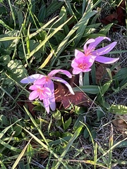 Colchicum autumnale