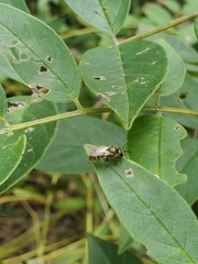 Lasioglossum pilosum