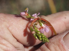 Stylidium graminifolium