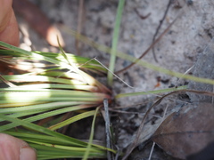 Stylidium graminifolium