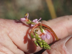 Stylidium graminifolium