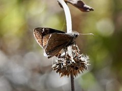 Erynnis funeralis