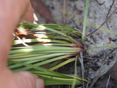Stylidium graminifolium