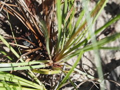 Stylidium graminifolium