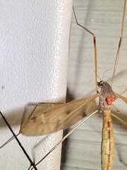 Tipula