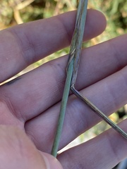 Leymus mollis