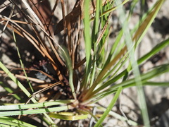 Stylidium graminifolium