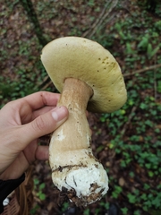 Boletus aereus