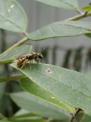 Lasioglossum pilosum