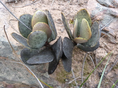 Adromischus subviridis