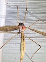 Tipula