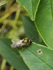 Lasioglossum pilosum