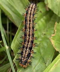 Nymphalinae