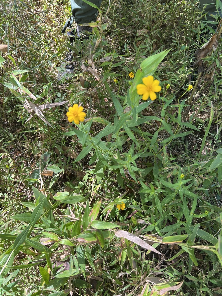 Alabama Warbonnet in September 2022 by kommissar · iNaturalist