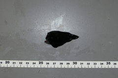 Lophodolos acanthognathus