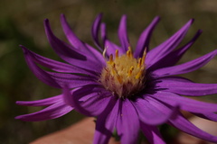 Symphyotrichum pratense
