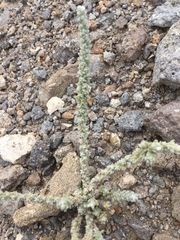 Bassia tomentosa