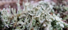 Cladonia coniocraea