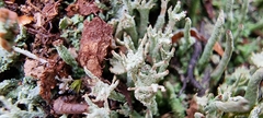 Cladonia coniocraea