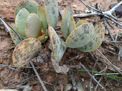 Adromischus subviridis