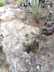 Adromischus subviridis