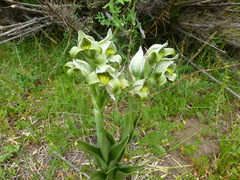 Chloraea magellanica