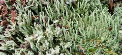 Cladonia coniocraea
