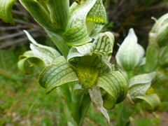 Chloraea magellanica