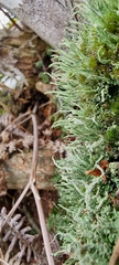 Cladonia coniocraea
