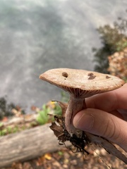 Lactarius subpurpureus