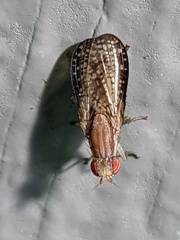 Trypetoptera canadensis
