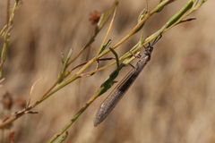 Creoleon lugdunensis