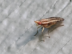 Trypetoptera canadensis