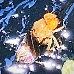 Ormia