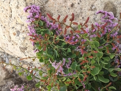 Limonium