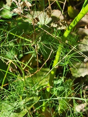 Asparagus officinalis