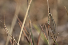 Macronemurus appendiculatus