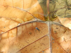Neogerris hesione