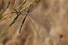 Creoleon lugdunensis