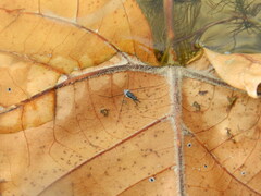 Neogerris hesione