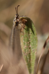 Macronemurus appendiculatus